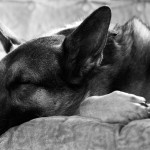 ¿How long do dogs sleep?